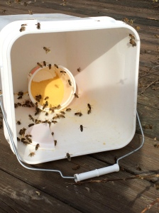 Feeding Ultra Bee powder in early March